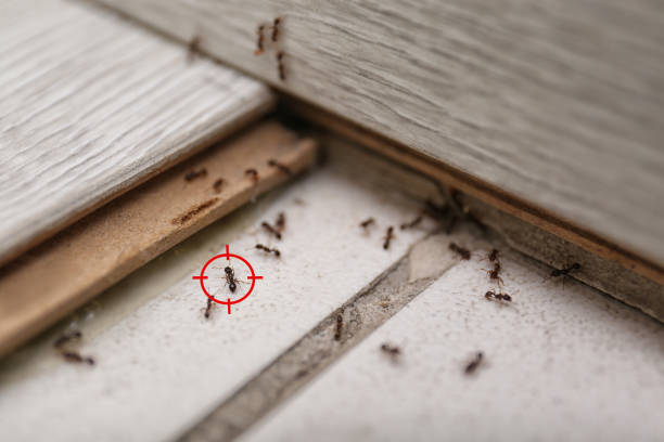  Great Bend, KS Pest Control Pros
