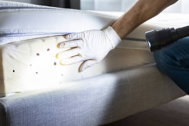 Best Local Pest Control Services  in Great Bend, KS