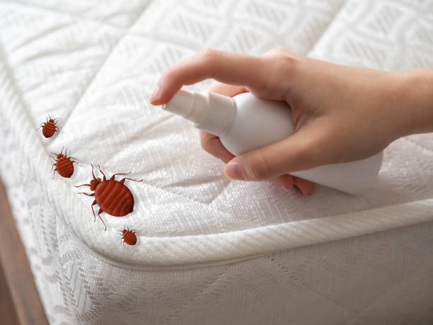 Reliable Great Bend, KS Pest Control Solutions