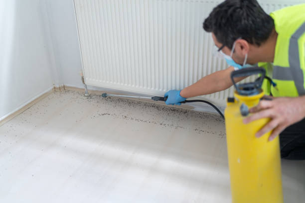 Wasp Removal Services in Great Bend, KS